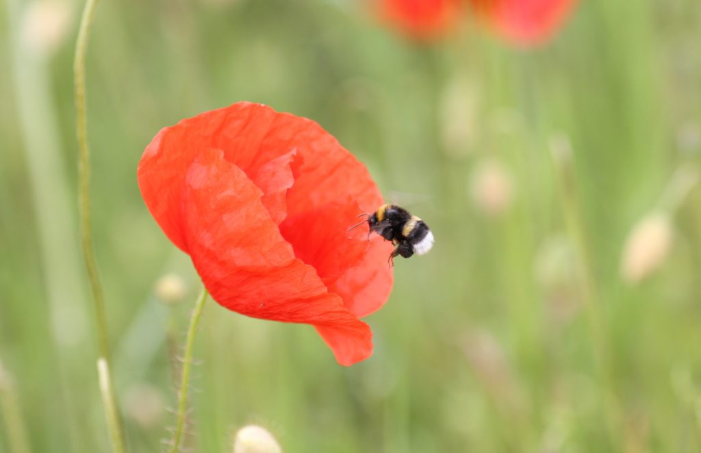 Hummel im Anflug auf Mohnblüte