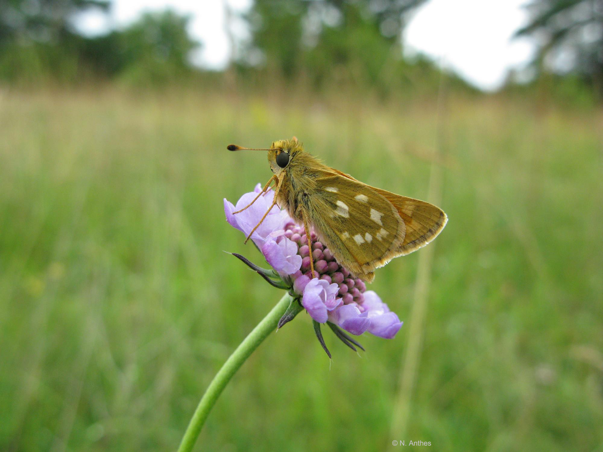 Hesperia comma auf Skabiose sitzend_NSG Geißberg 120708. Foto Holger Loritz