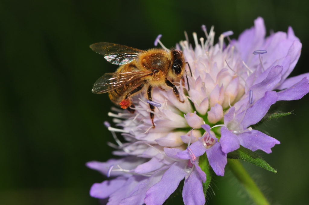 Honigbiene sammelt Nektar an lilafarbener Blüte
