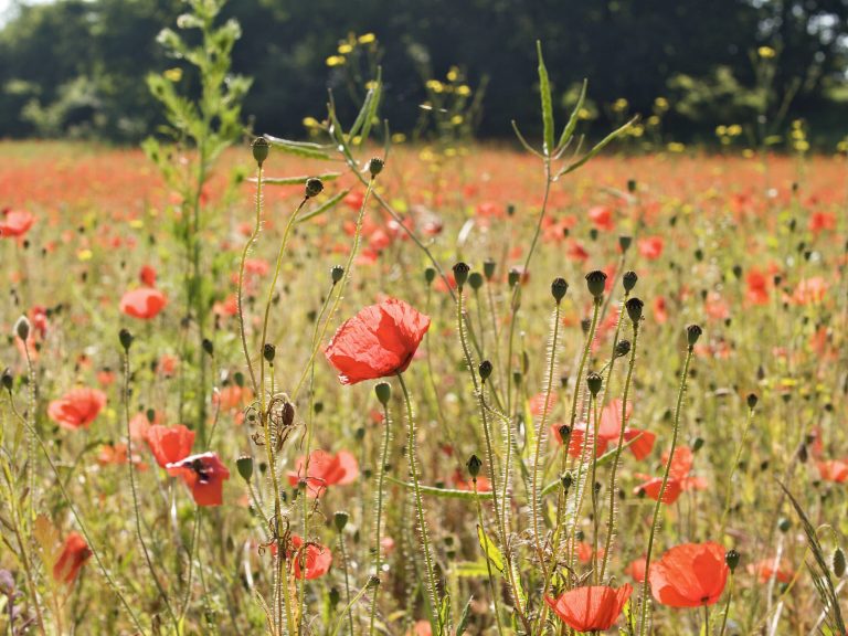 Klatschmohn,Papaver rhoeas