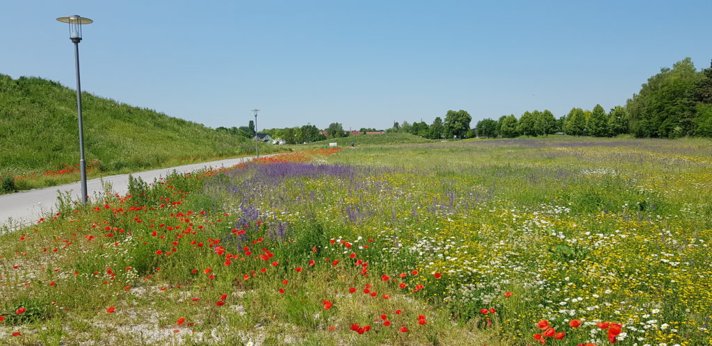 Autor Aly Hassanein Garching blüht
