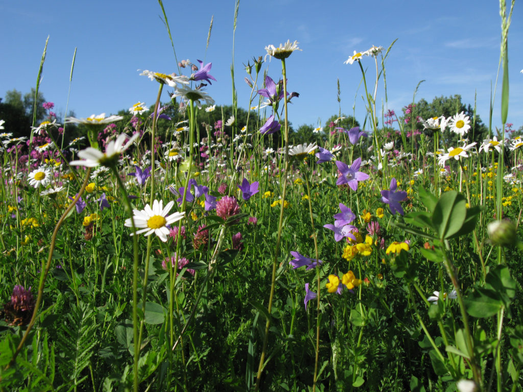 Foto: Dr. Rita Lüder