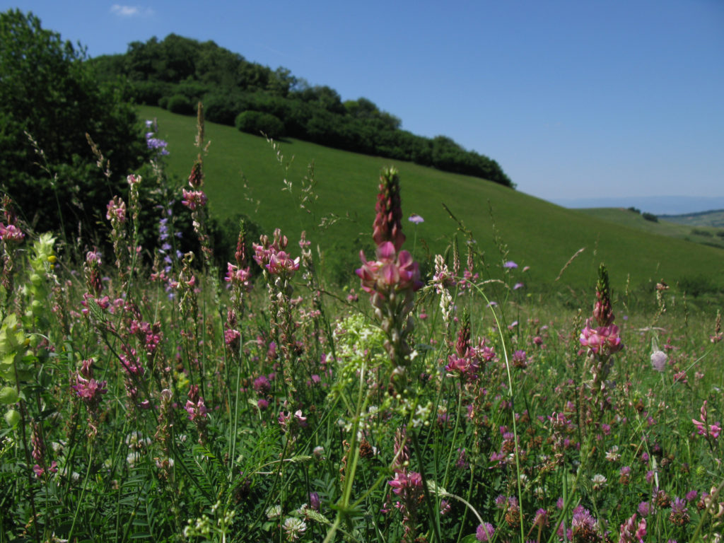 Wiesenlandschaft am Kaiserstuhl. Foto: Dr. Rita Lüder