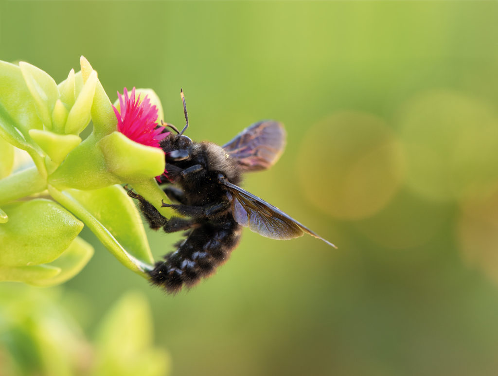 Blauschwarze Holzbiene Xylocopa violacea (Foto: Anja Eder)