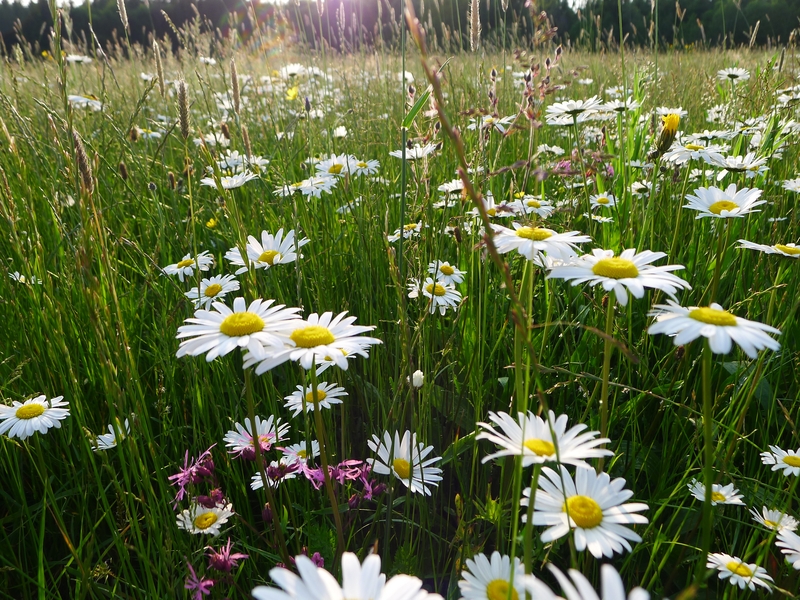 Grünland-Projekt-Leutkirch_Bestand-2.Aufwuchs_20190727_HLoritz_800x600px