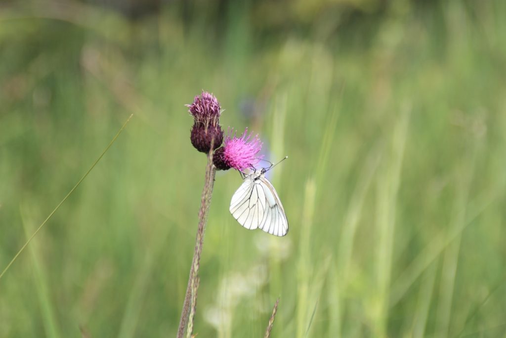 Baumweißling saugt an Bach-Kratzdistel. Foto: Holger Loritz