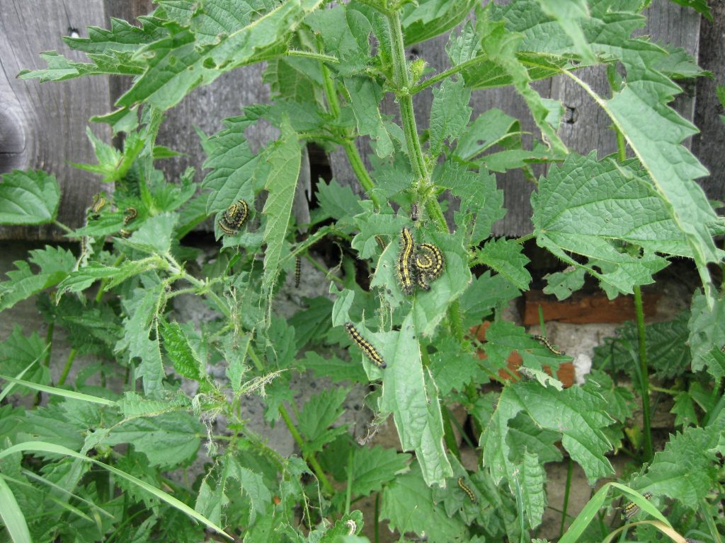 Raupen des Kleinen Fuchs auf Brennnesseln. Foto: Holger Loritz
