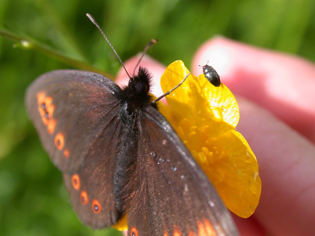 Erebia medusa auf Ranunculus acris. Foto: Roman Hein