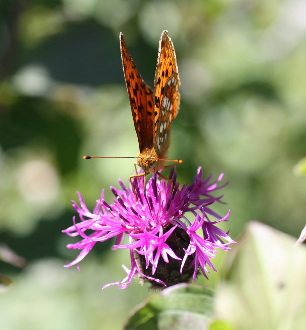 Feuriger Perlmutterfalter an Skabiosen-Flockenblume. Foto: Holger Loritz