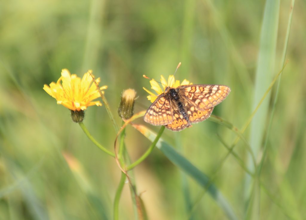 Goldener Scheckenfalter auf Pippau. Foto: Holger Loritz