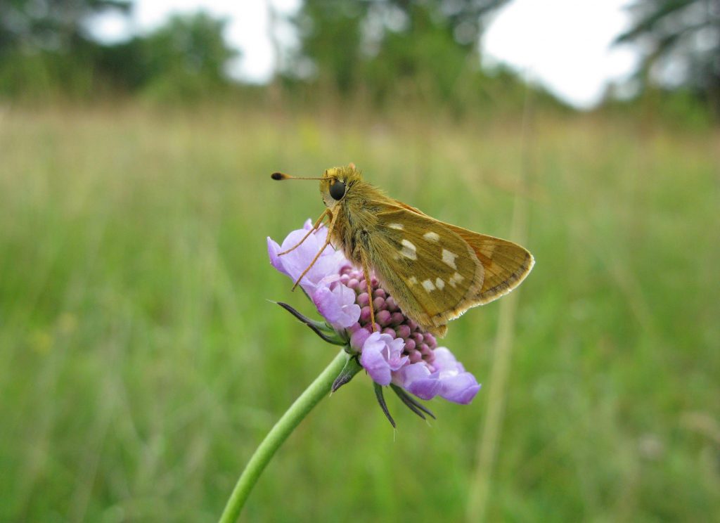 Komma-Dickkopffalter Hesperiacomma. Foto: Holger Loritz