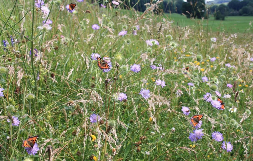KleineFüchse_an_Knautia_Wegrand_WangenKarsee_2010_06_23_b