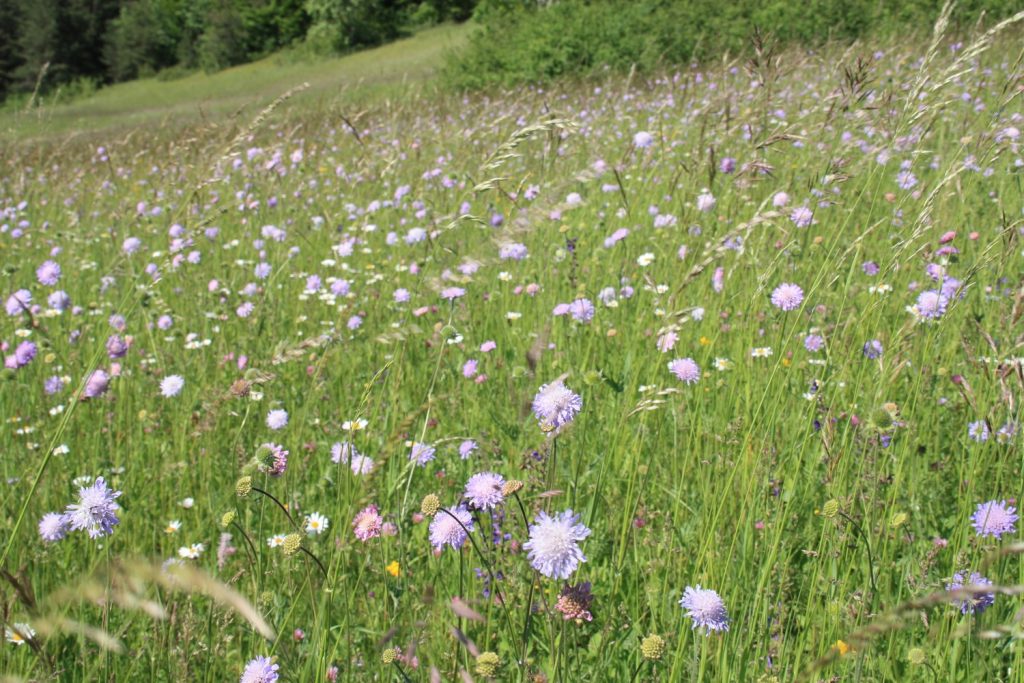 Lebensraum für Schmetterlinge: Artenreiche Salbei-Glatthaferwiese Massenaspekt der Acker-Witwenblume. Foto: Holger Loritz