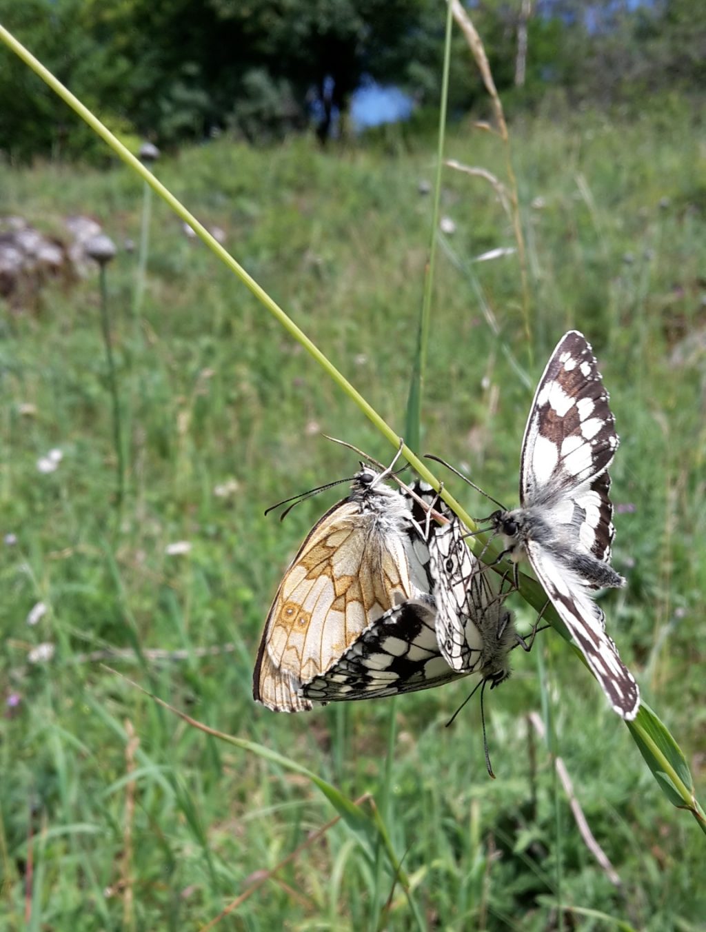 Schachbrettfalter bei der Paarung - mit Störenfried. Foto: Holger Loritz