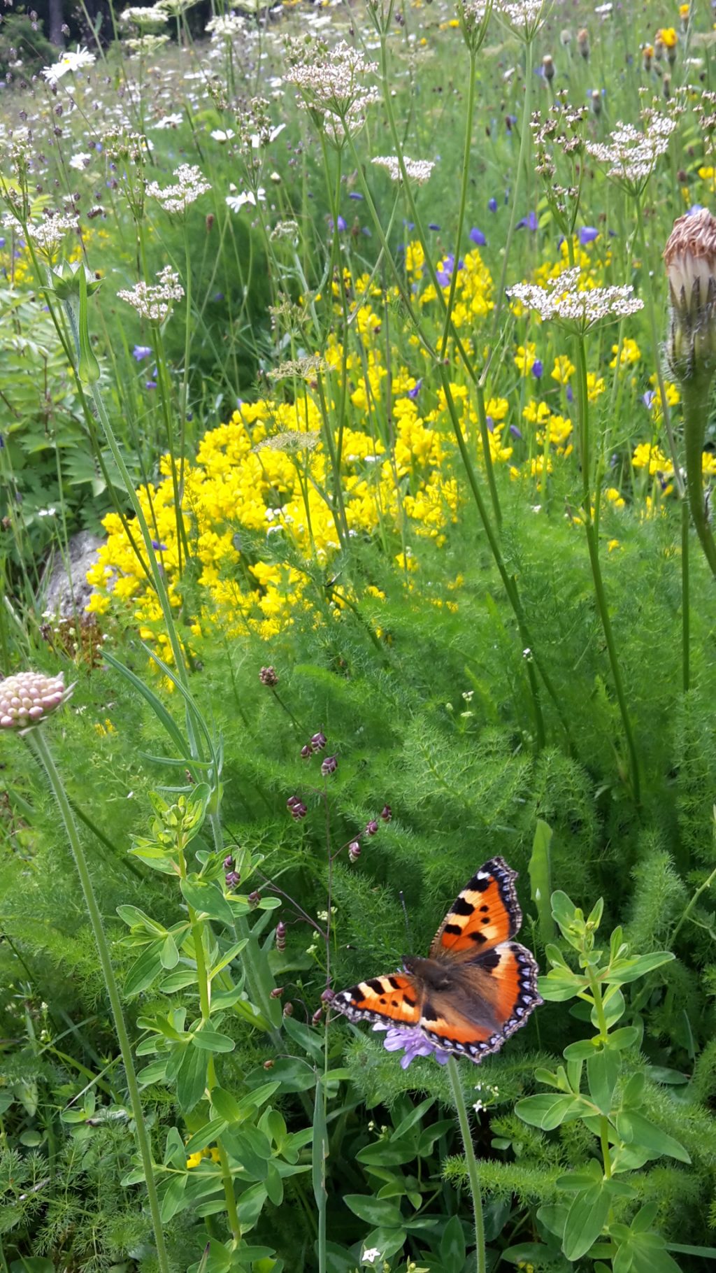 Sehr artenreiche Bergmähwiese mit Kleinem Fuchs. Foto: Holger Loritz