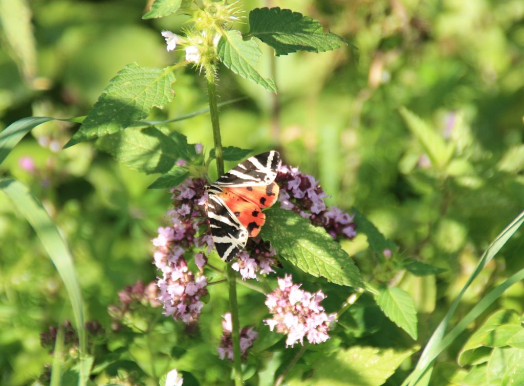 TagaktiverNachtfalter_Beispielfoto_Callimorphaquadripunctaria_Tegernberg_SchwäbAlb_20110811_HLoritz-kl