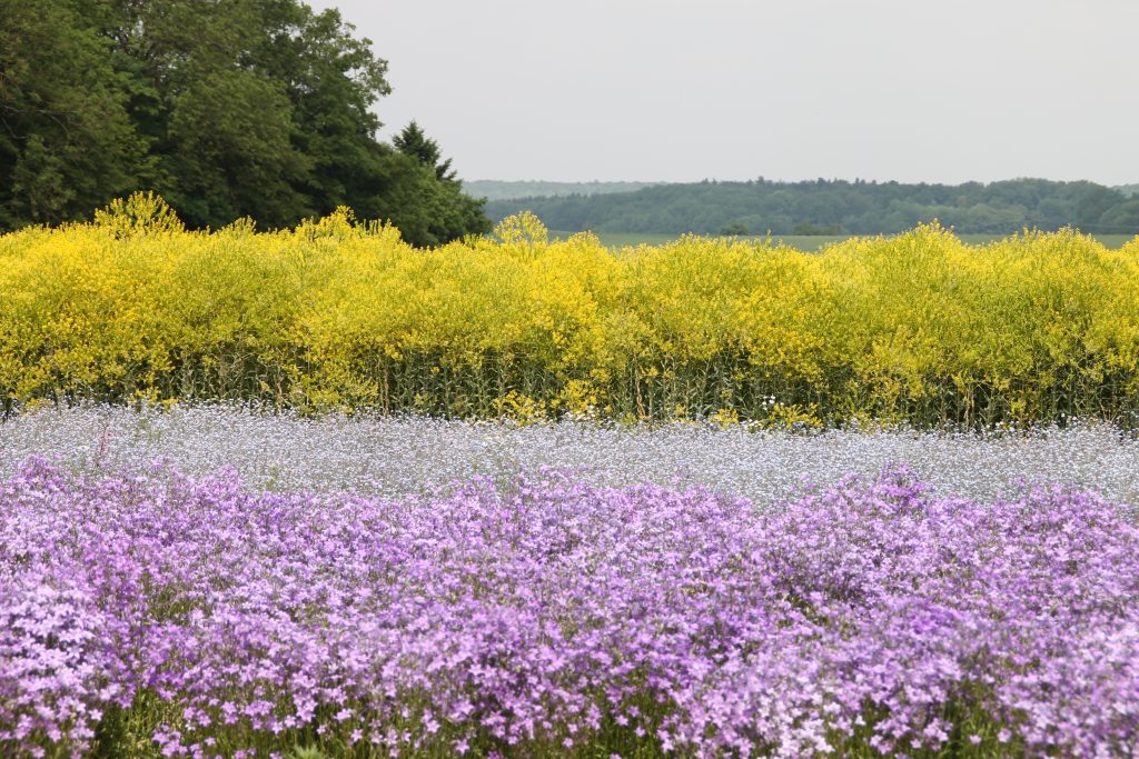 Beispielansicht einer Vermehrungsfläche von Regiosaatgut