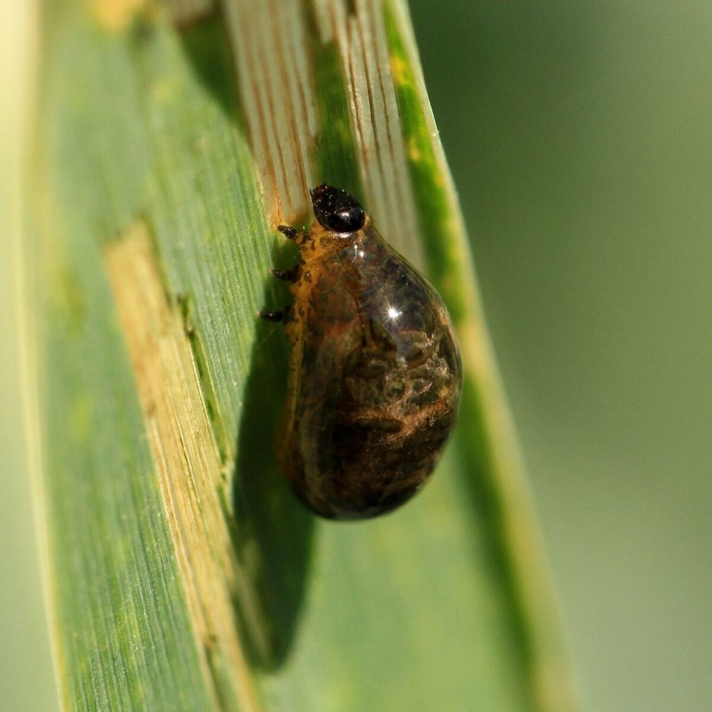 Nahaufnahme einer Larve des Getreidehähnchens