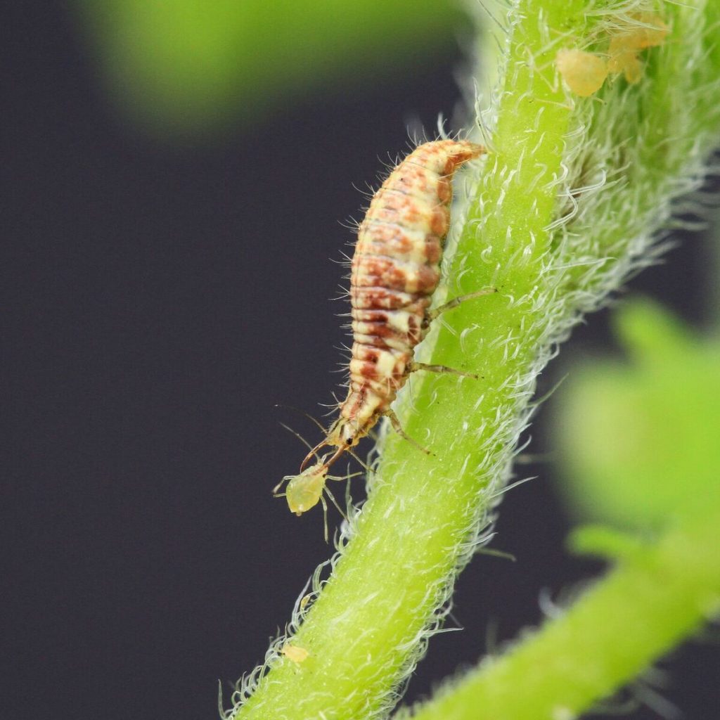 Nahaufnahme einer Larve des MArienkäfers, die eine Blattlaus erlegt.