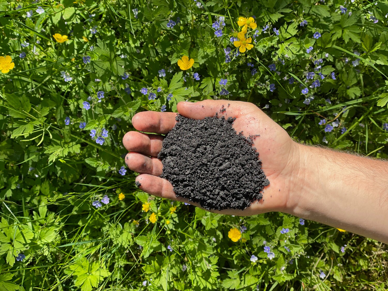 Pflanzenkohle in der Hand vor Blüten - Matthias Wucherer 10