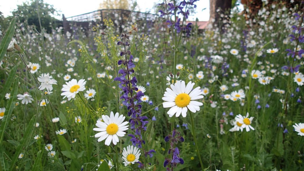 Blühender Saum mit gebietsheimischen Wildkräutern. Im Vordergrund Wiesen-Margerite (Leucanthemum vulgare) und Wiesensalbei (Salvia pratensis)