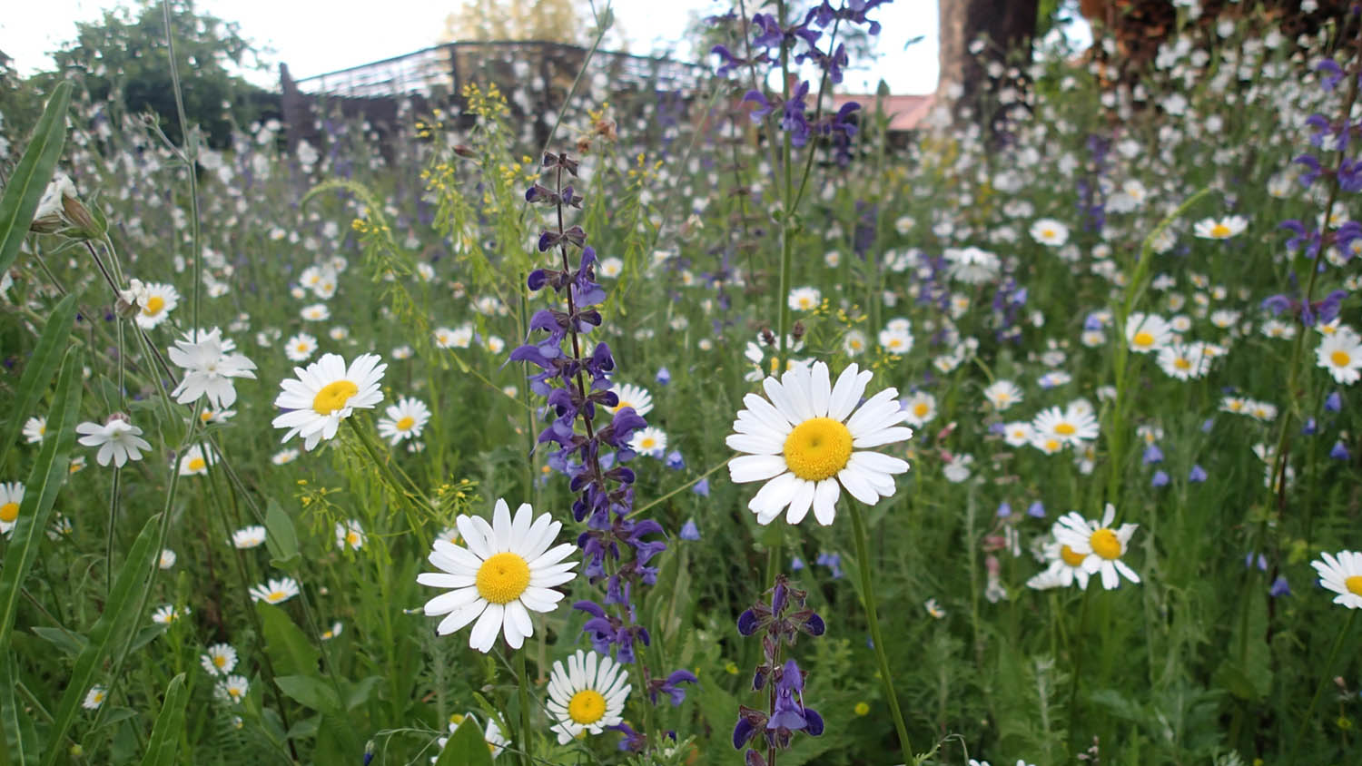 Blühender Saum mit gebietsheimischen Wildkräutern. Im Vordergrund Wiesen-Margerite (Leucanthemum vulgare) und Wiesensalbei (Salvia pratensis)