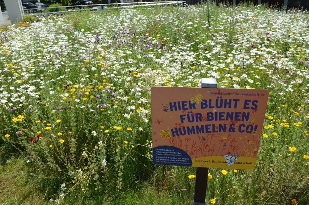 BBR Fläche_ Wildpflanzen mit Schild_ F.Langfeld