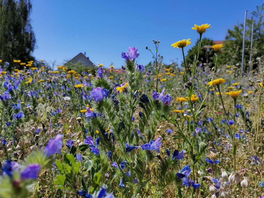 IMG_20200730_135801_1