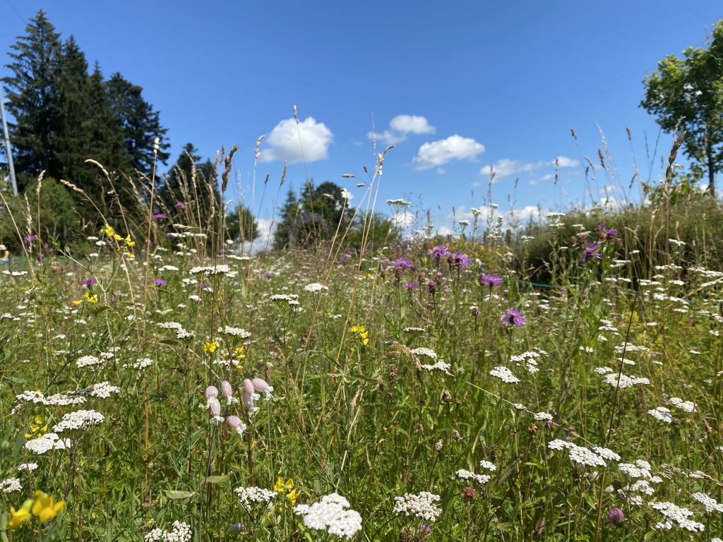 Weiße und lilafarbene Blüten aus der Froschperspektive