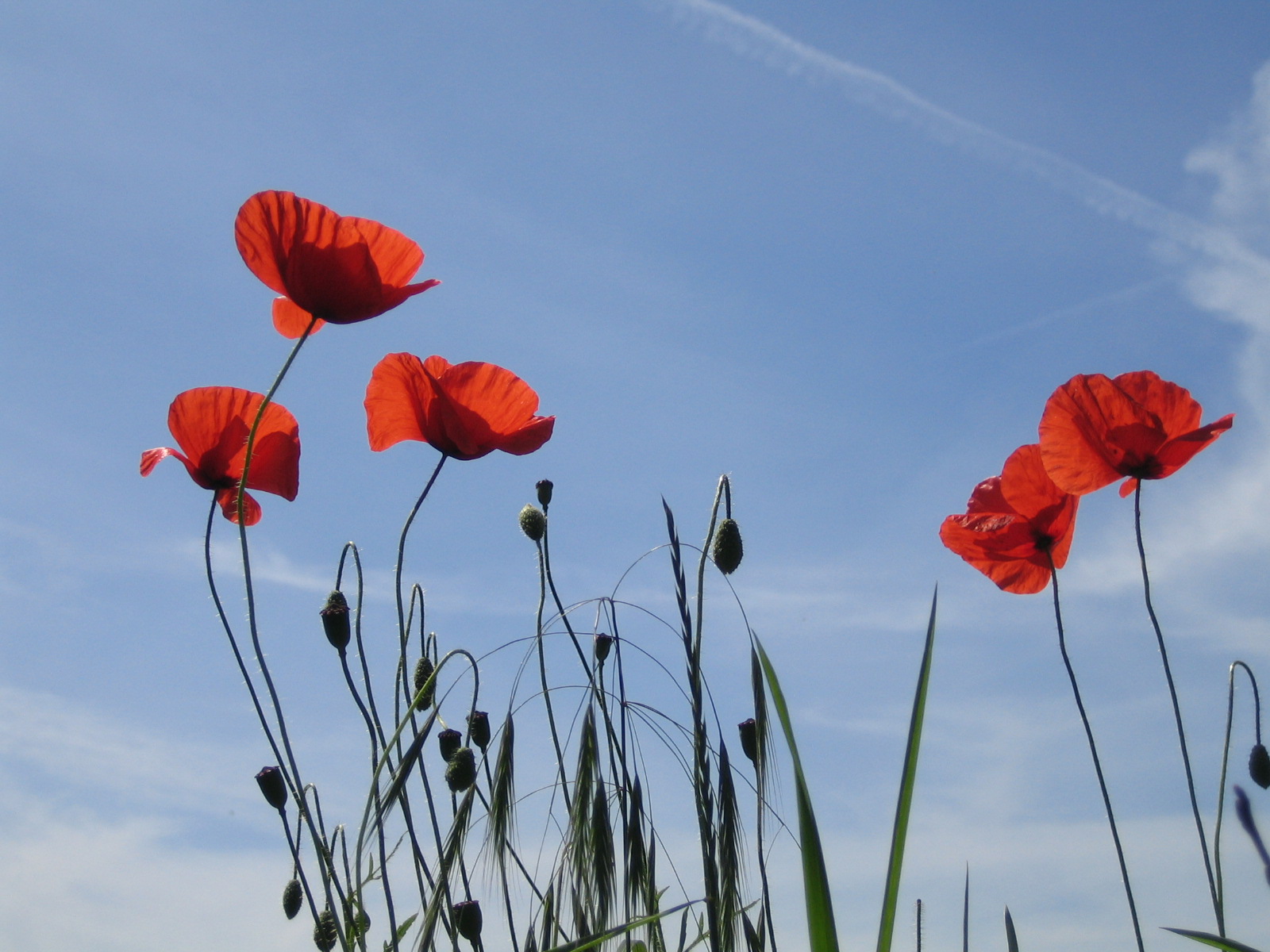 Hier steht sehr viel Text über den Sinn und Zweck von Pflanzenkohle und ihren Einsatz in Landwirtschaft und so weiter...