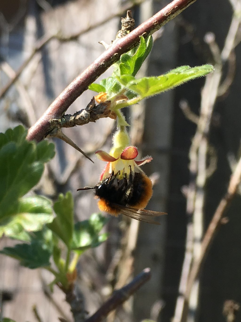 Andrena fulva an Johannisbeere