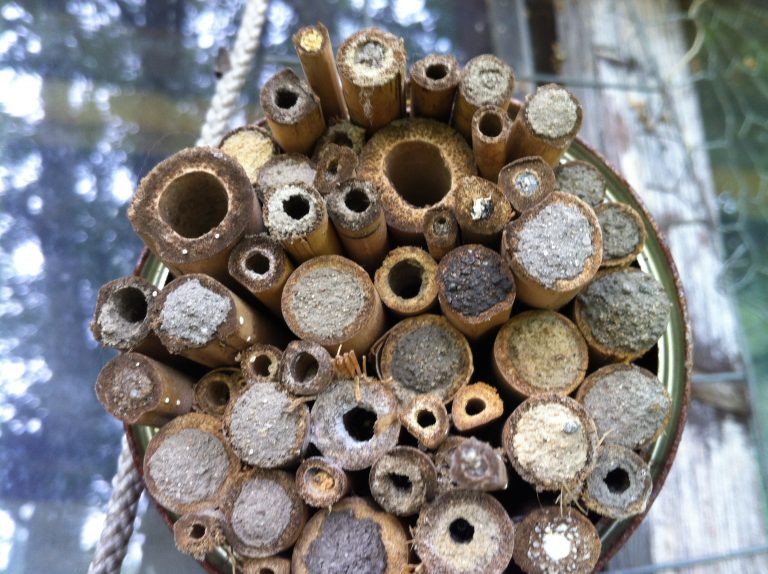 Nisthilfe für oberirdisch nistende Wildbienenarten