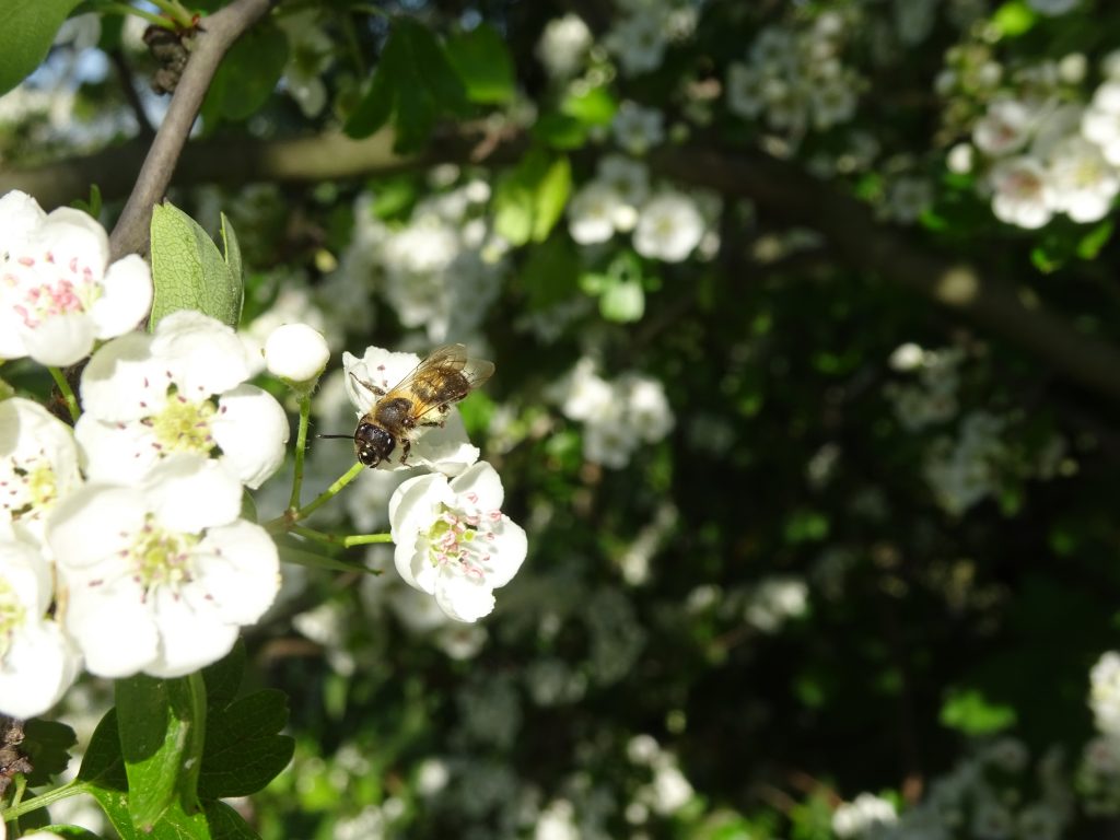 Sandbiene an Weißdorn
