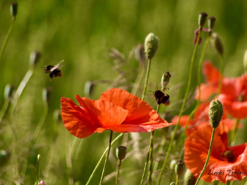 Erdhummel auf Klatschmohn