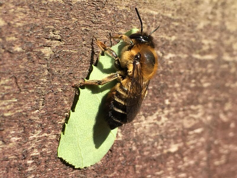 Blattschneiderbiene