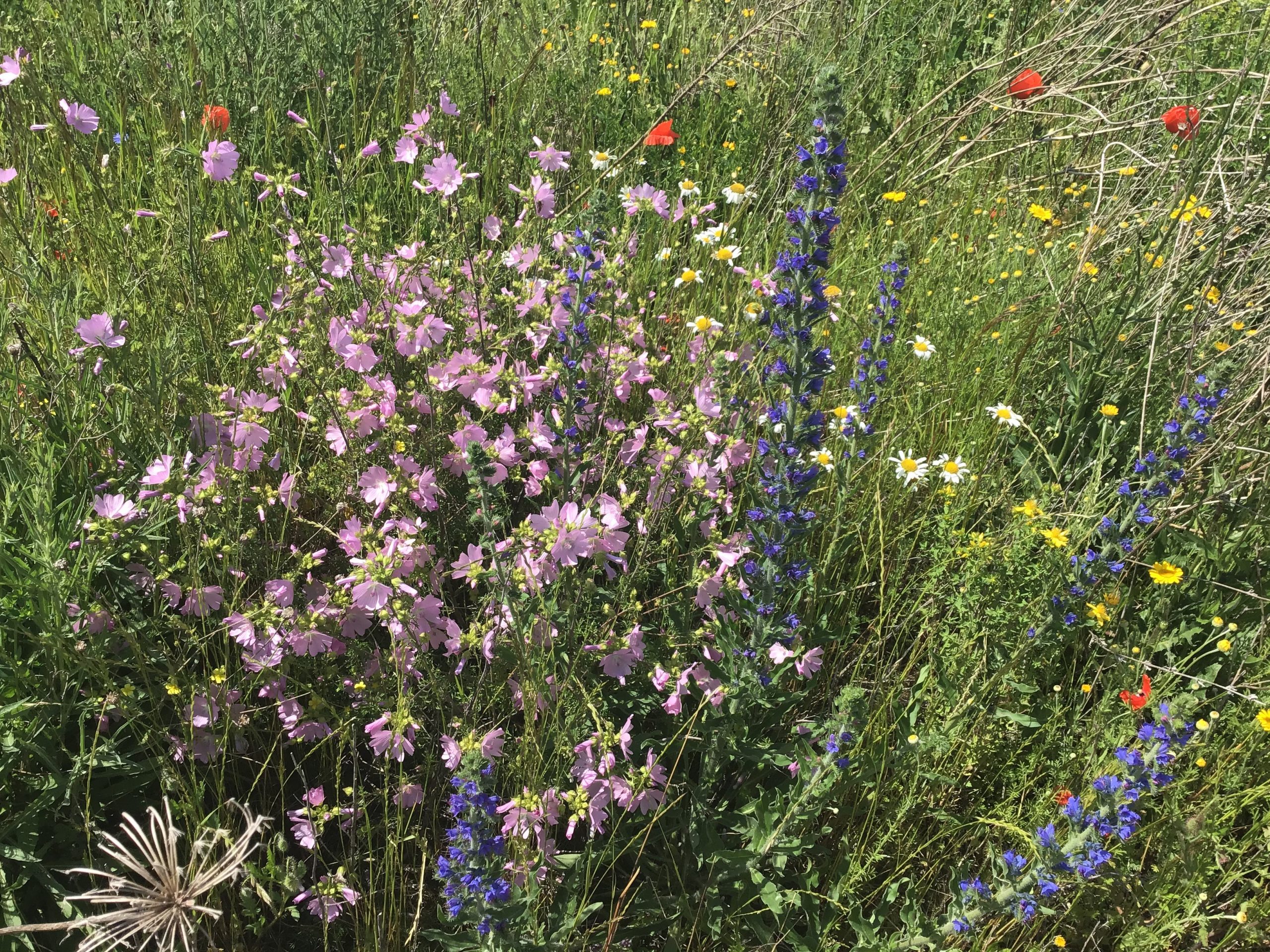 Spätsommer- und Frühjahrsansaat der Mischung Blühende Landschaft. Foto: C. Schleinitz