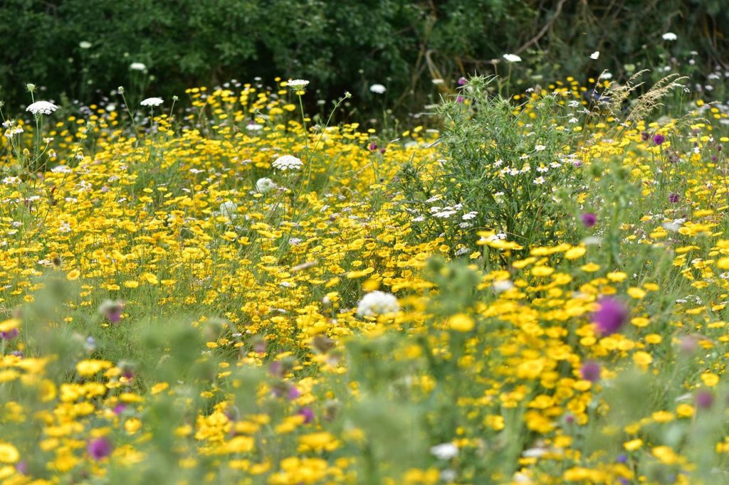 Blühaspekt der Mischung Blühende Landschaft im 2. Jahr. Wilde Möhren, Wucherblumen, Flockenblumenn