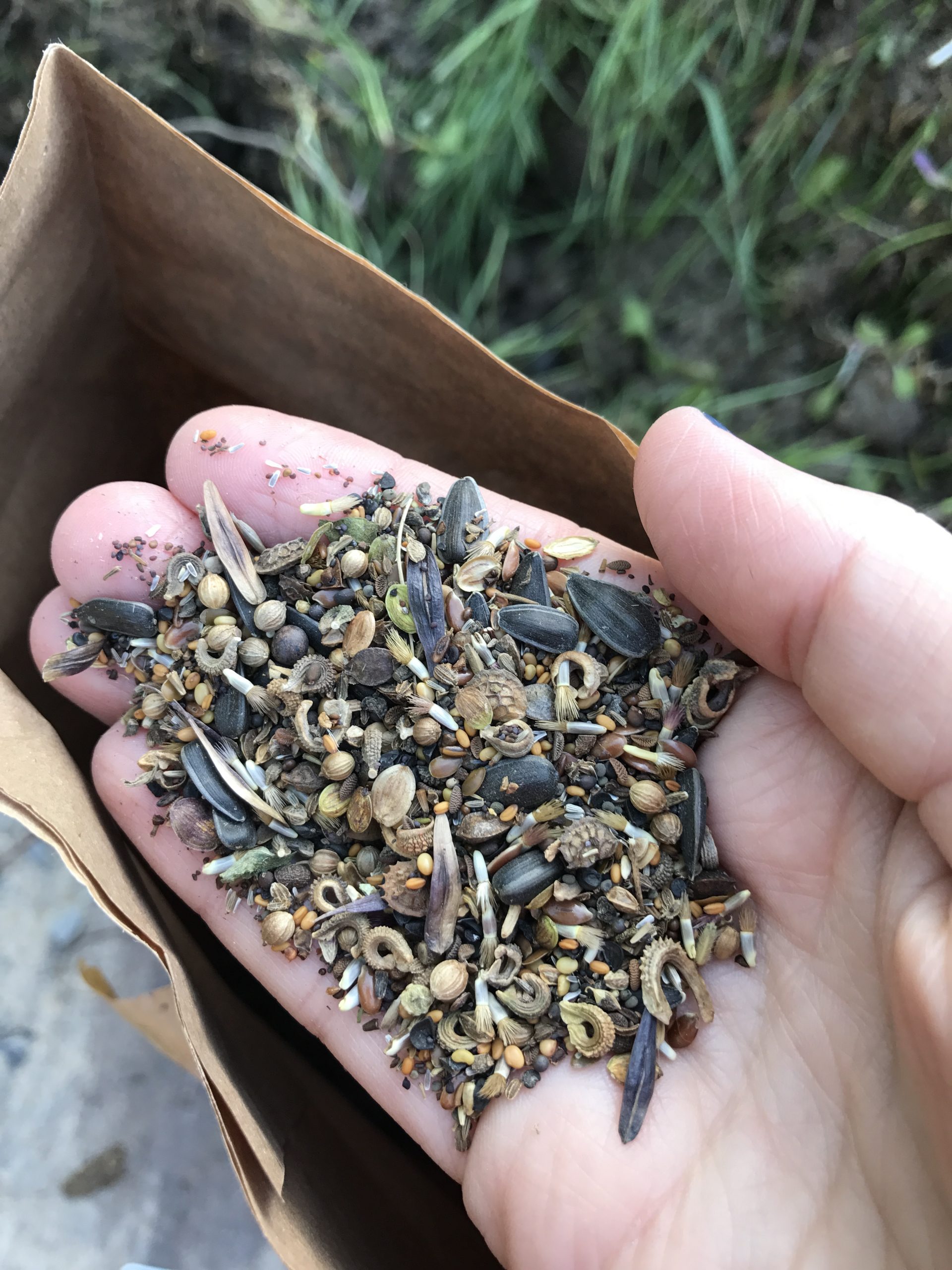 ID-18-050-Mahnke-L.Cremer-Mahnke_Blühfläche B2_Saatgut_Mai 2018