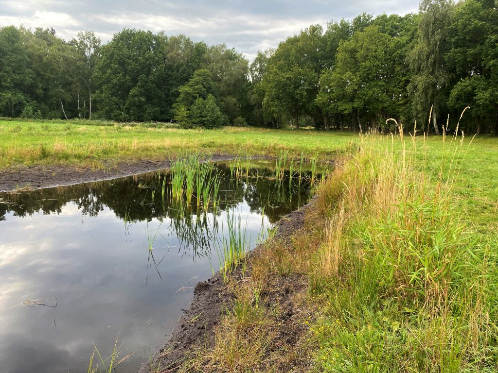 Ein Kleingewässer mit typischer Ufervegetation