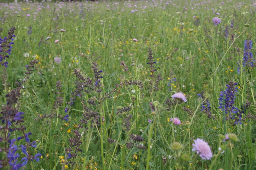 Artenreiche Wiesen wie diese Salbei-Glatthafer-Wiese bieten ein vielfältiges Arteninventar. Auf diesem Bild prägen Wiesensalbei (Salvia pratensis) und Acker-Witwenblumen (Knautia arvensis) das Bild.