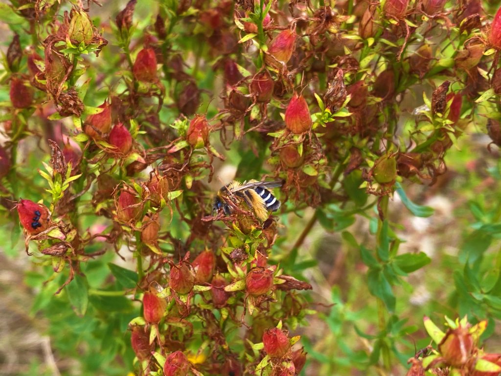 Hier ist die Hosenbiene Dasypoda Altercator an Johanniskraut Hypericum perforatum zu sehen.