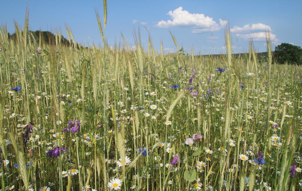 Gemengeanbau zwischen Getreide und Leguminosen blüht auf dem Acker