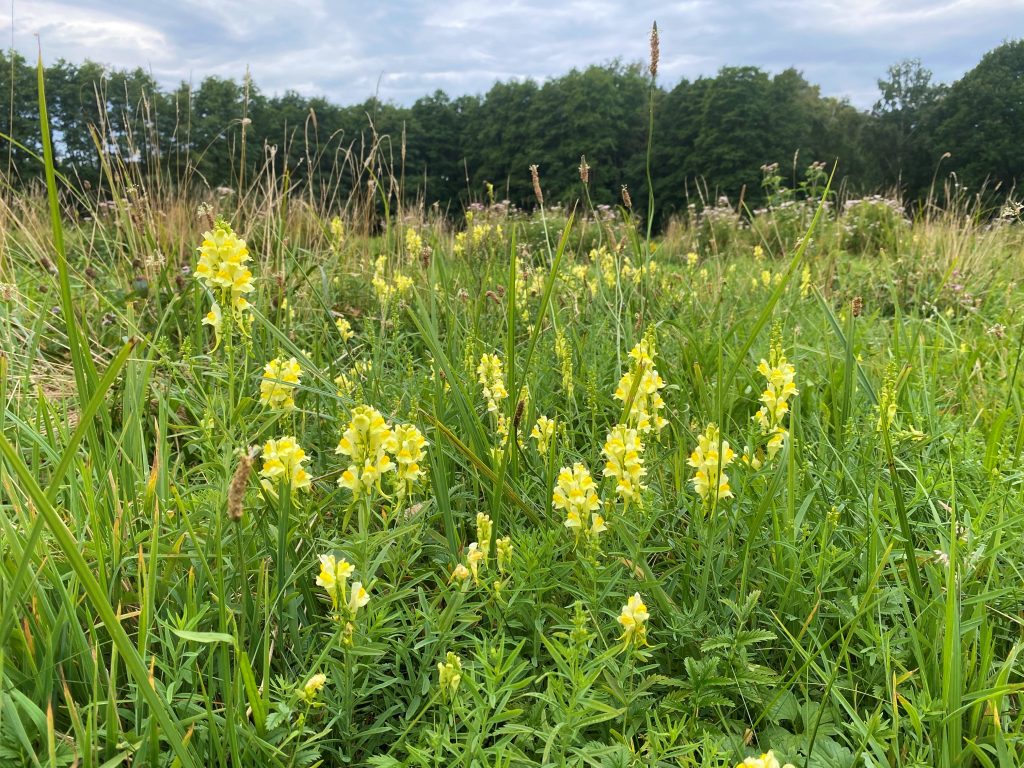 Artenreicher Gewässerrand mit echtem Leinkraut (Linaria vulgaris) und im Hintergrund blühendem Wasserdost (Eupatorium cannabinum)