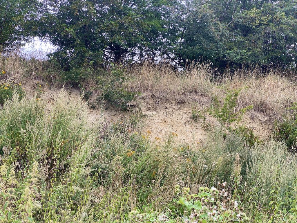 Dieser Sandberg ist ein wertvoller Trittstein in unserem Konzept zur Lebensraumvernetzung für Insekten. An seiner Abbruchkante errichten viele bedrohte Wildbienen ihre Nester.