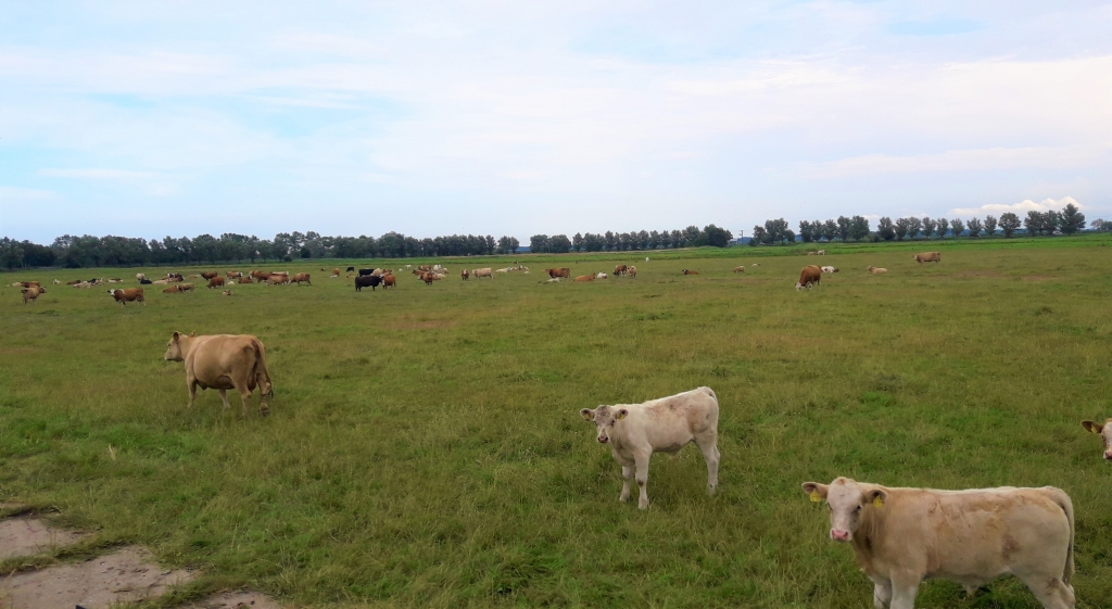 Eine Rinderherbe weided auf Gut Klockenhagen. Kühe schauen ins Bild