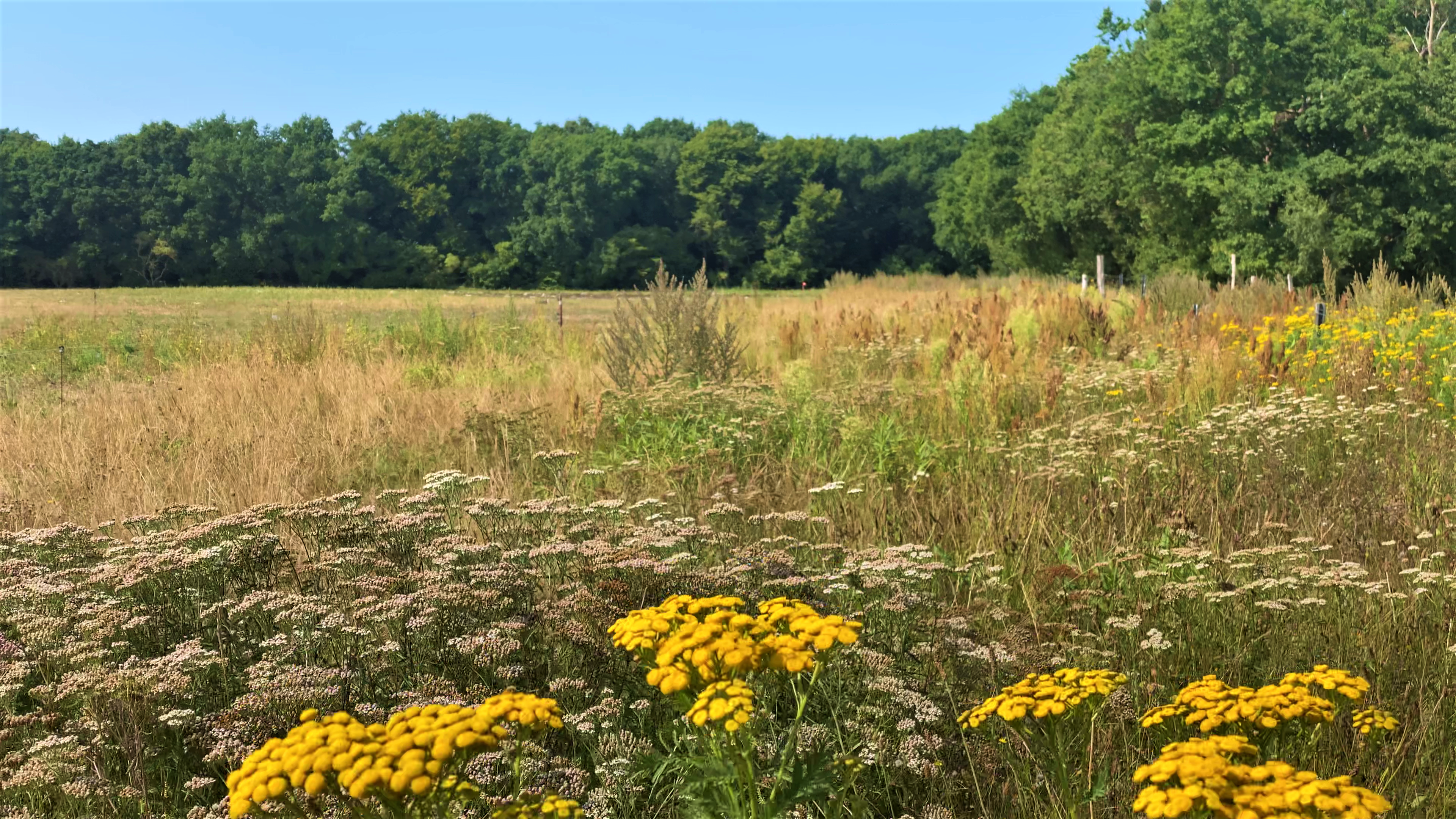 Blühende Kräuter im Altgrasstreifen