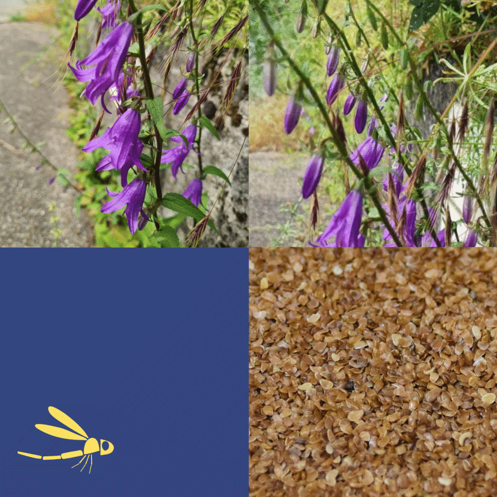 Wilde-Balkonblueten_Acker-Glockenblume_Janina-DAlvise