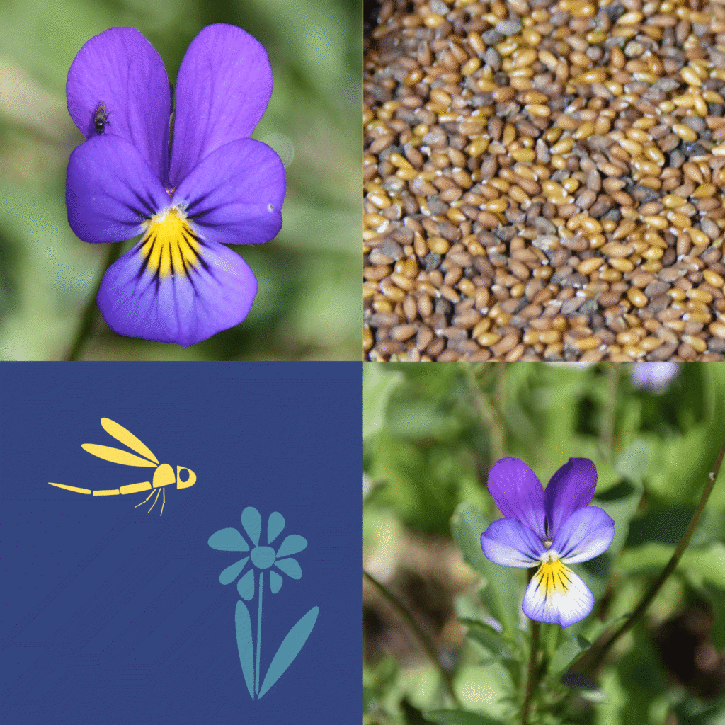 Wilde-Balkonblueten_Ackerveilchen_Janina-DAlvise