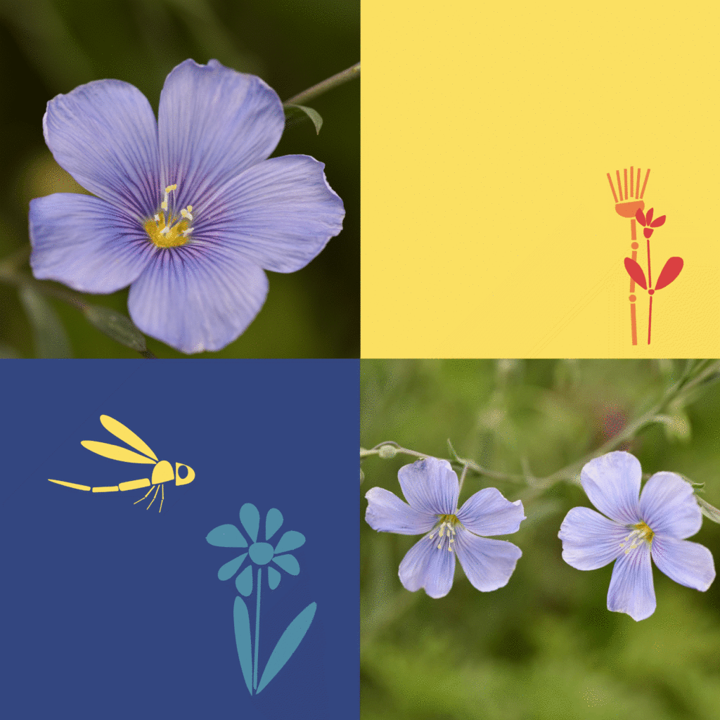 Wilde-Balkonbluete_Blauer-Staudenlein_Janina-DAlvise