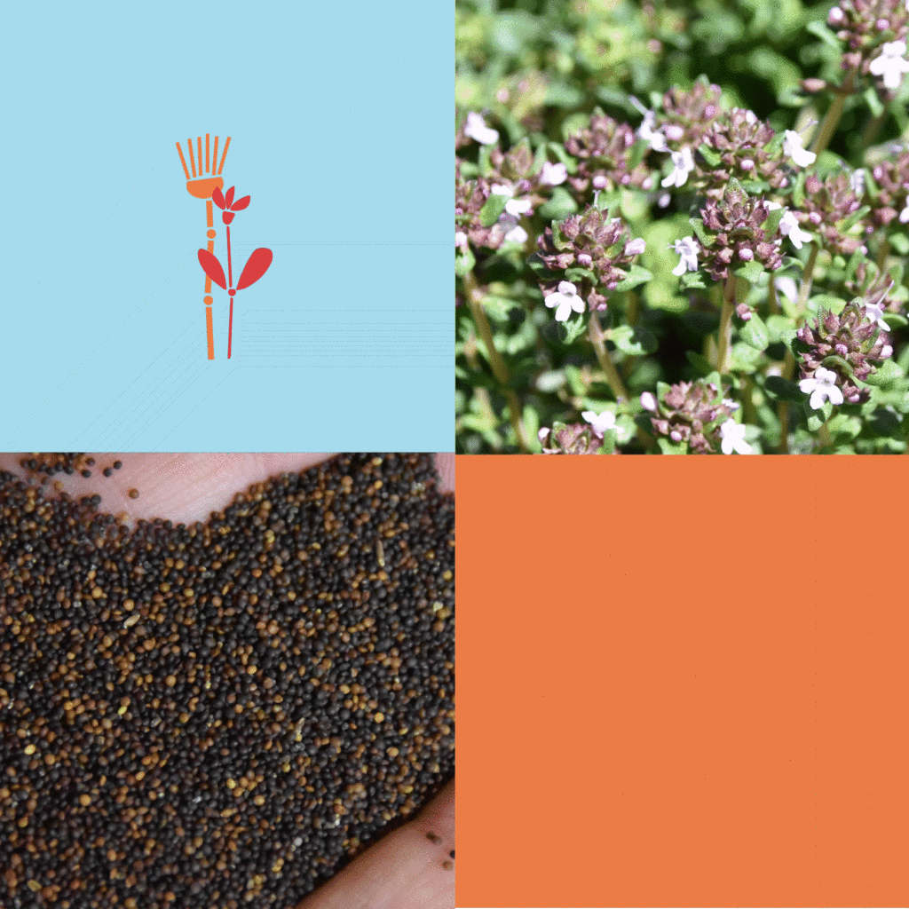 Wilde-Balkonblueten_Feldthymian_Janina-DAlvise-1